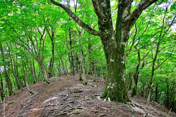 Fototapeta 西丹沢の湯船山　県界尾根の登山道に生えるブナの根
