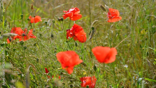 Fototapeta poppies maki