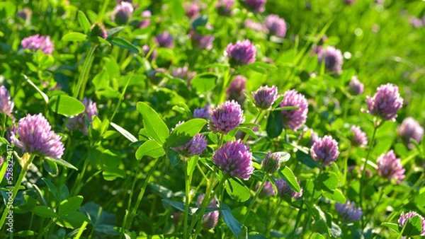 Obraz flower of clover
