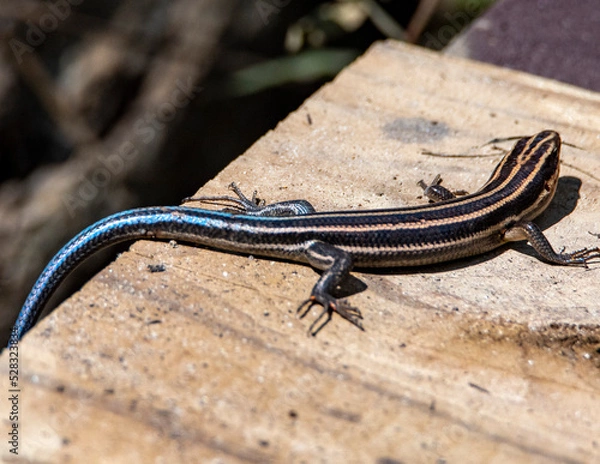 Obraz Five Lined Skink