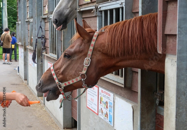 Obraz 動物園の馬に餌をあげる子供