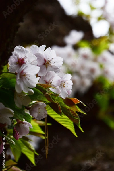 Fototapeta 横から見た胴ぶきの桜　