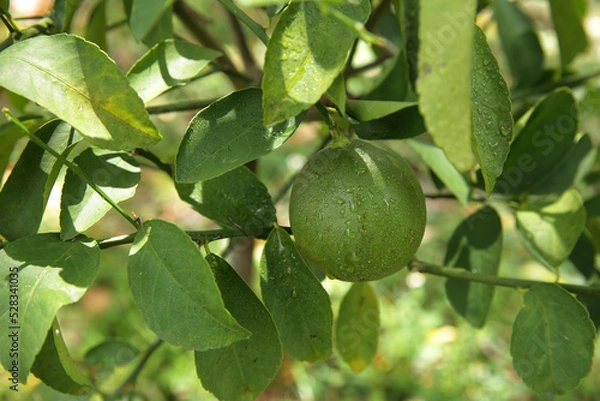Fototapeta organic lemon fruit on lemon tree close up