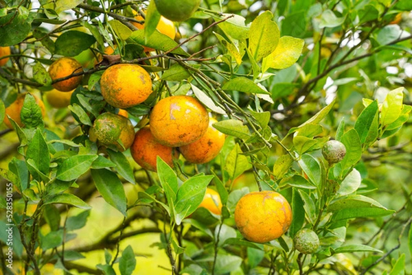 Fototapeta Oranges on the Tree ready for Harvests. Navel orange, Citrus sinensis or known as "Limau Madu"