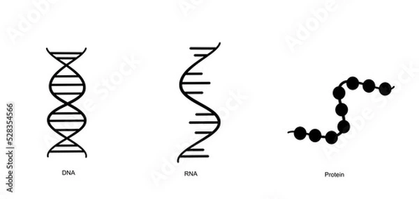 Fototapeta The molecular structure of DNA, RNA and Protein that showed in the concept of black icon