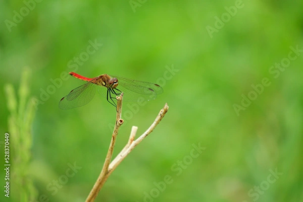 Fototapeta 赤トンボ