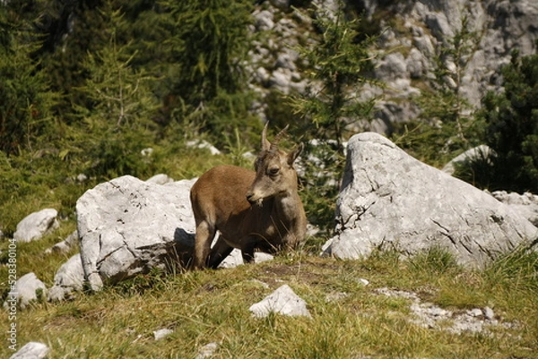 Obraz Cima Cacciatore
