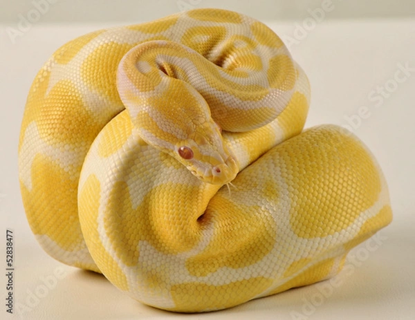 Obraz Pitón Regius Albina