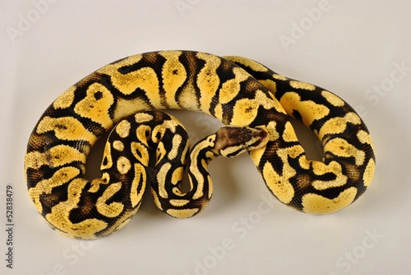 Obraz Pitón Regius Doarada