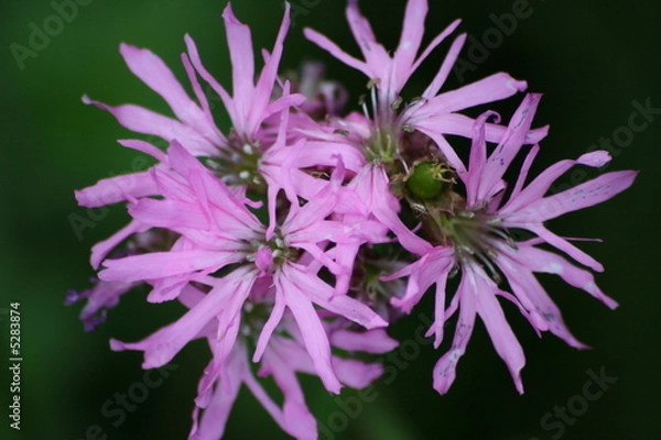 Obraz fleur de coucou - lychnis flos-cuculi