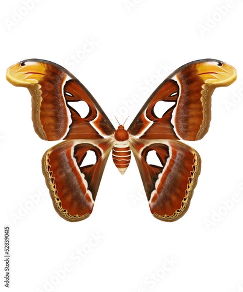 Obraz Saturniidae_Atlas Moth