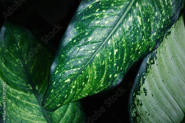 Fototapeta 熱帯植物の葉