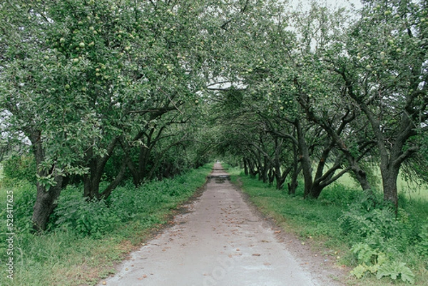 Obraz road in the park apple trees 