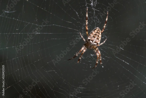 Fototapeta A big spider web with the background of the spiderweb