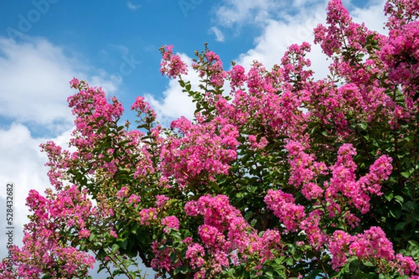 Obraz サルスベリの花