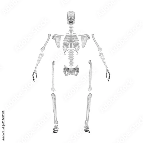 Fototapeta Wireframe of a disassembled human skeleton from black lines isolated on a white background. Front view. 3D. Vector illustration.
