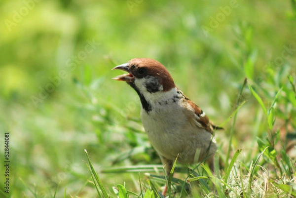 Obraz 5.09.2022 Białystok Polska. Letni czas i mały wróbel na łące.