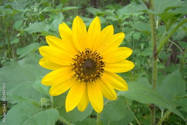 Obraz wildflowers in park