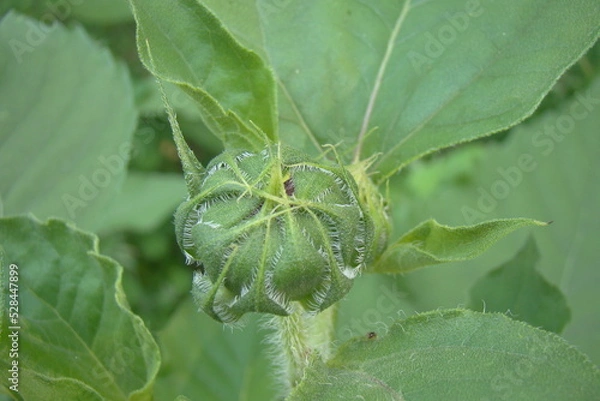 Fototapeta wildflowers in park