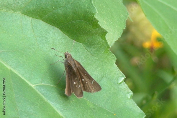Fototapeta butterfly on leaf