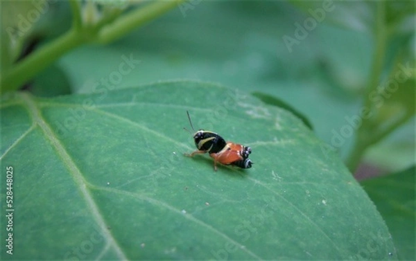 Fototapeta tiny grasshopper on leaf