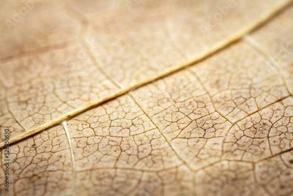 Fototapeta Extreme close-up of a dried leaf.