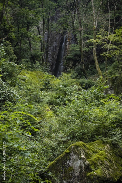 Fototapeta 평화로운 숲속 풍경