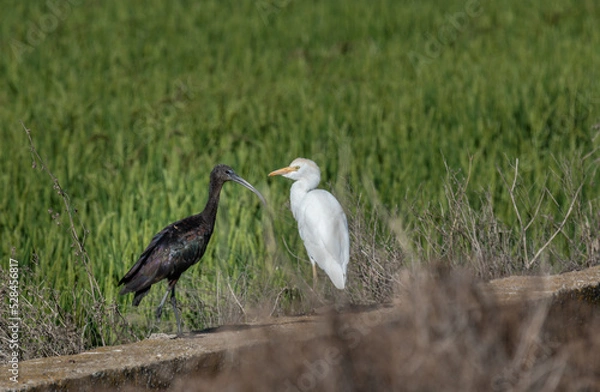 Obraz Albufera