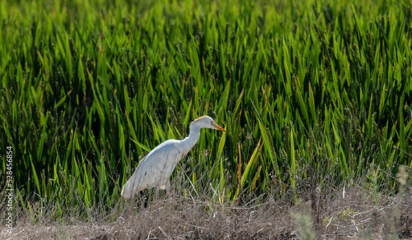 Obraz Albufera