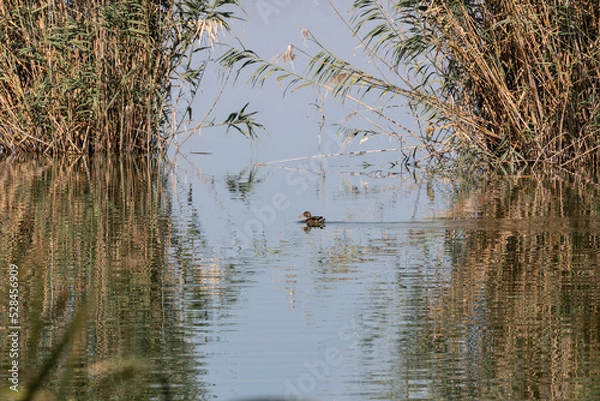 Obraz Albufera