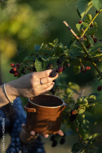 Fototapeta A young girl in a long dress with long hair in the light of the rising sun gathers blackberries from a bush on a rural plantation into a clay vessel, Poland