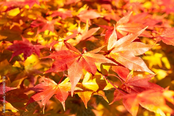 Obraz Maple Leaves in Fall