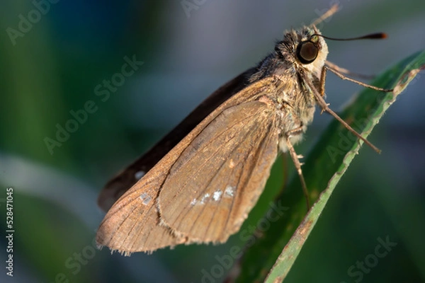 Fototapeta イチモンジセセリ