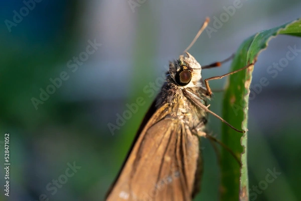 Fototapeta 葉っぱに止まった蝶