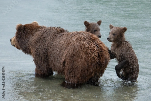 Obraz Brown bear with cubs in the river