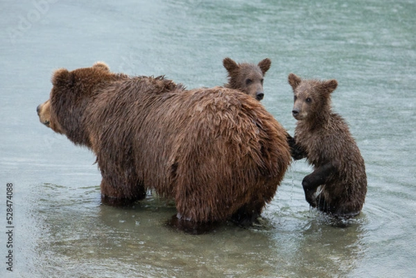 Obraz Brown bear with cubs in the river