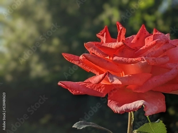 Fototapeta Close-up of beautiful red rose with warm green colors in blurry background