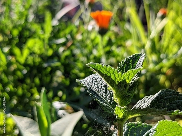 Fototapeta Close-up of Mint bush with warm summer colors in soft-focus bright sunny background