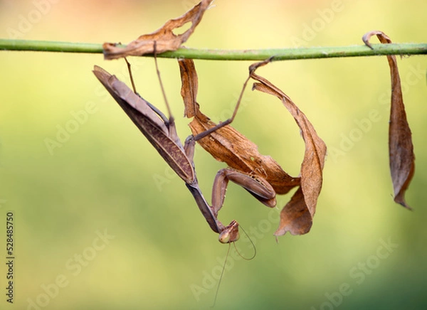 Obraz Insect Mantis religiosa sits on plant on a summer day