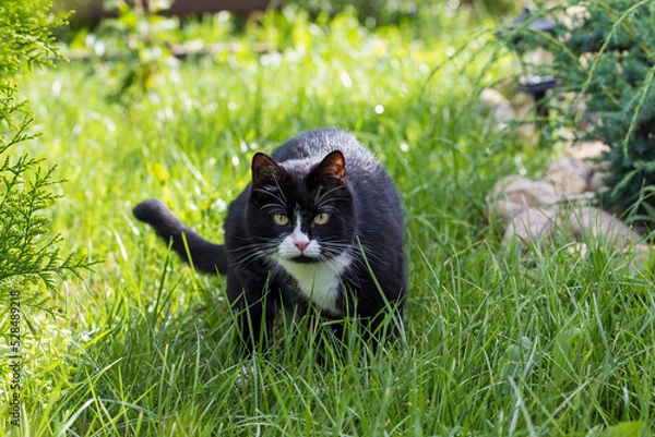 Obraz A black and white cat walks on the grass on a sunny summer day.