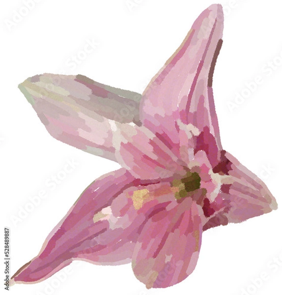 Fototapeta Realistic illustration of flower. Depiction of pink  plant. Decoration for cards, invitations. Floral.