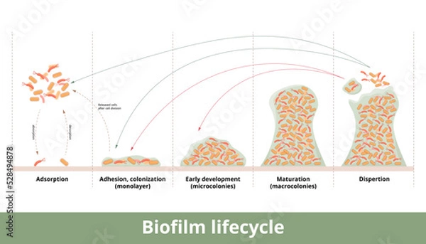 Fototapeta Biofilm formation. Process of biofilm formation with mechanics of its development and growth. Stages include first contact, strong adhesion, formation of monolayer, colonies and dispertion.