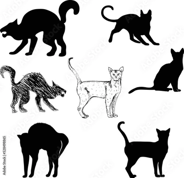 Obraz Cats silhouettes, black isolated on white
