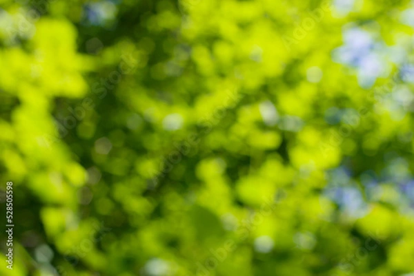Fototapeta green bokeh background in summer forest with blue sky