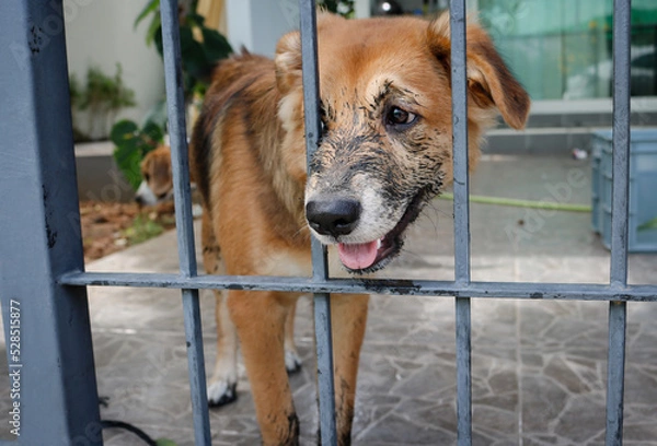 Fototapeta Puppy that just played in the mud sitting in the cage.