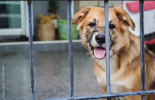 Fototapeta Puppy that just played in the mud sitting in the cage.