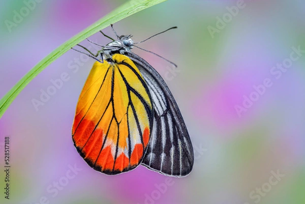 Obraz Painted Jezebel or Delias hyparete indica (Wallace, 1867), beautiful butterfly perching on green blade with blur background in nature, Thailand.