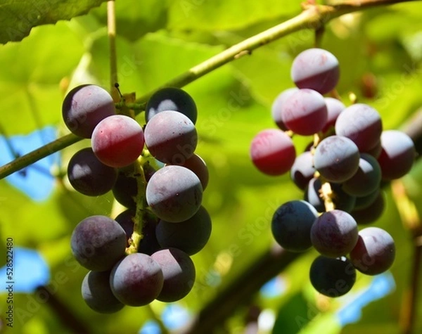 Obraz grapes in vineyard