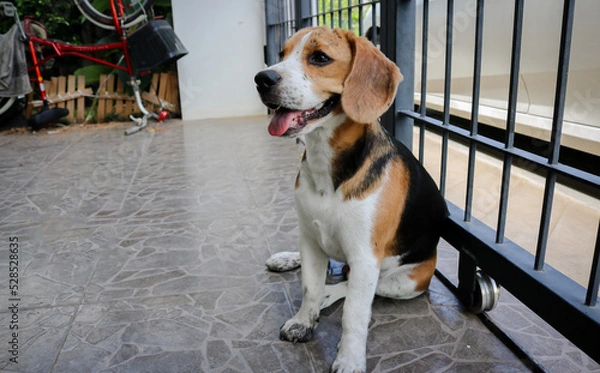 Fototapeta Puppy that just played in the mud. Sit with dirty paws in front of a terrace and waits to enter the house.