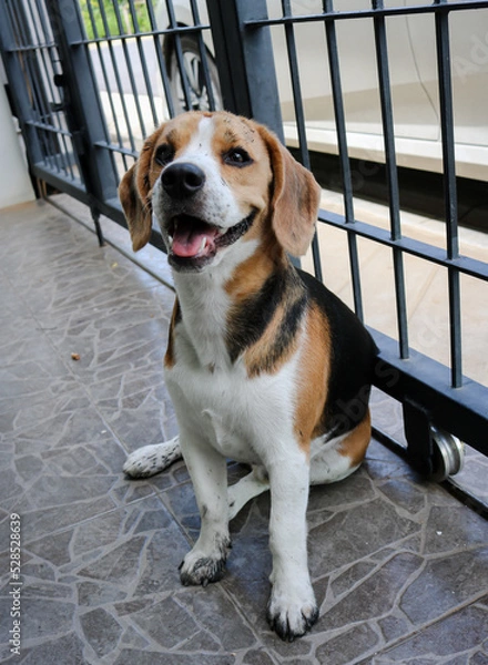 Fototapeta Puppy that just played in the mud. Sit with dirty paws in front of a terrace and waits to enter the house.